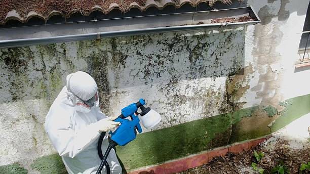 Top rated local Mold Remediation specialists in Rawlings, VA